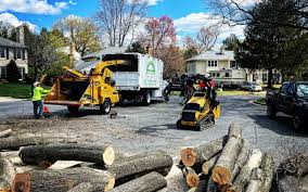 Tree and Shrub Care in Landover Hills, MD