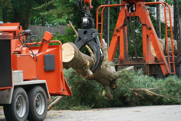 Best Arborist Consultation Services  in Landover Hills, MD