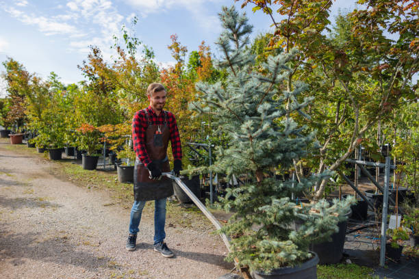 How Our Tree Care Process Works  in Landover Hills, MD